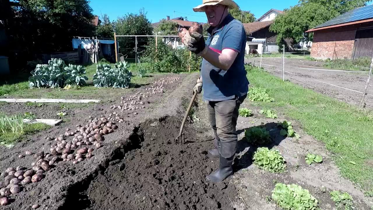 Kartoffeln anbauen 2018 Teil 5 YouTube Kartoffeln anbauen 2018 Teil 5 YouTube