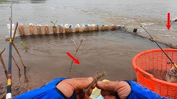 Câu Cá Chẽm | Trời Lạnh Câu Cá Bằng Mồi Tôm Sống Cá Tráp - Cá Hanh Ăn Bay Cần | Tập 49