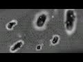 GDMC results: Microscopic