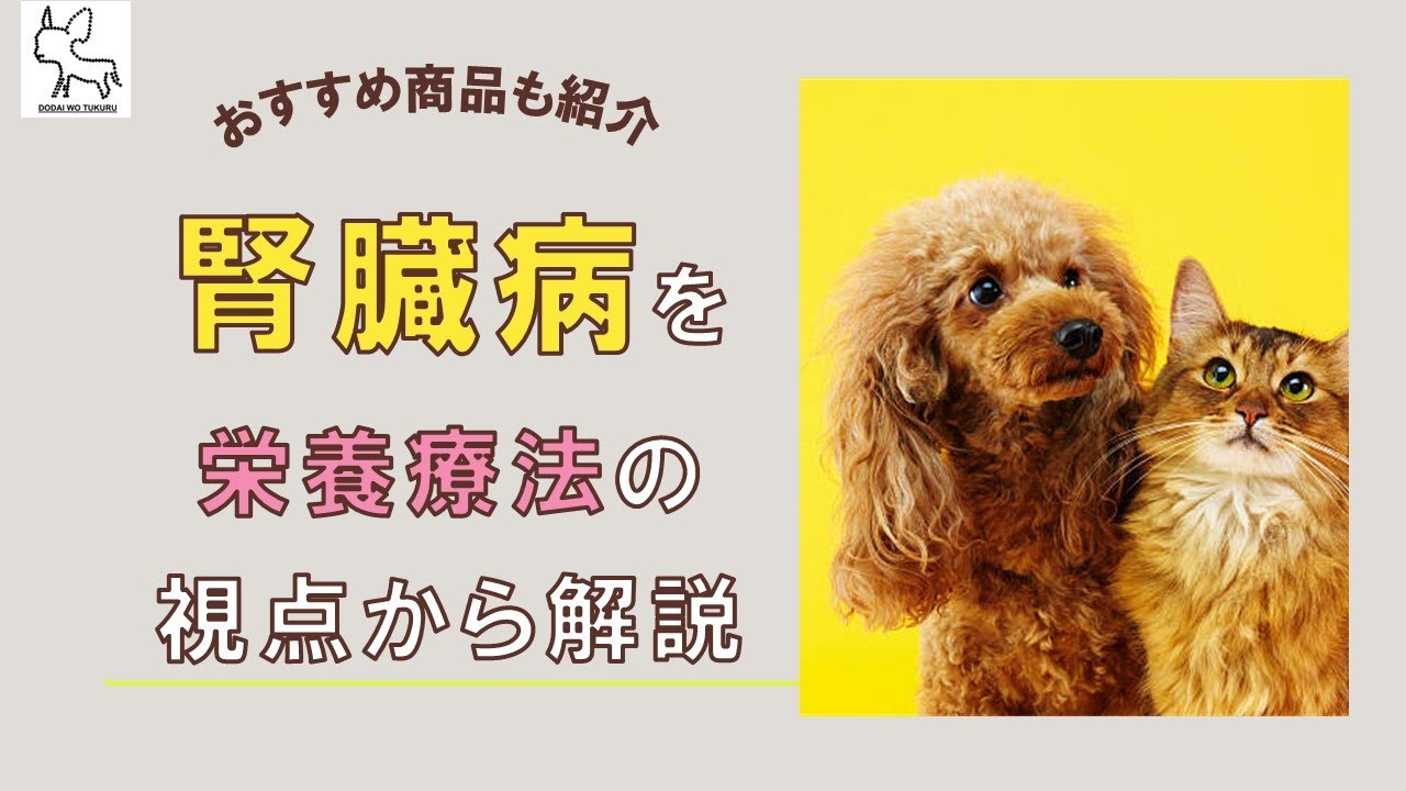 【腎臓病　栄養療法】栄養療法から考える犬・猫の腎臓病の原因と治療法  最後にはおすすめ商品もご紹介！【切り抜き動画】