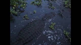 Big Al Airboat Tours by Arthur Des Allemands La