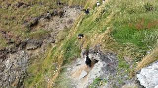 Puffin birds at Sumburgh Head Shetland Scotland UK RSPB Reserve 4