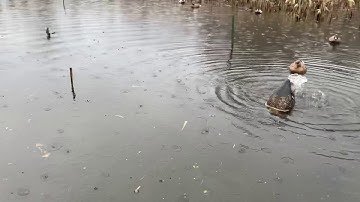 Duck Butt in Action
