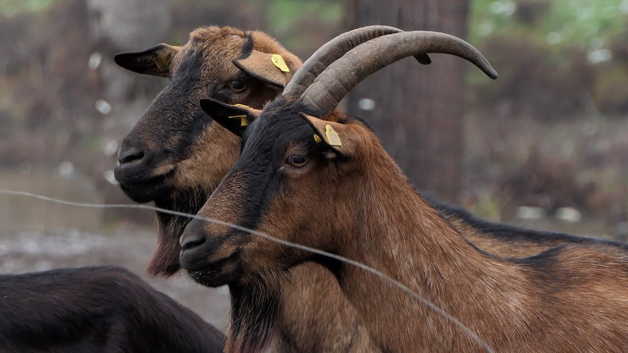 Domaćine kako radiš 20.12.2021. Kozarstvo, Radinac, Sakule
