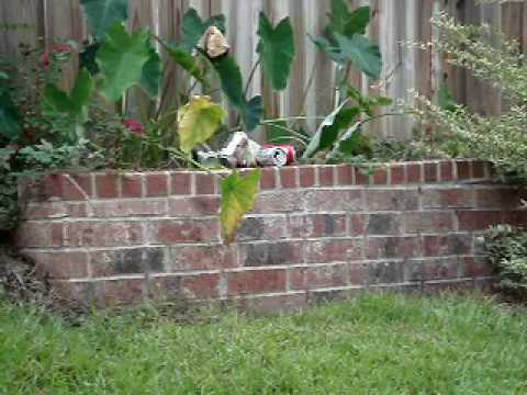 Aftermath Lycaon Airsoft Gun - YouTube