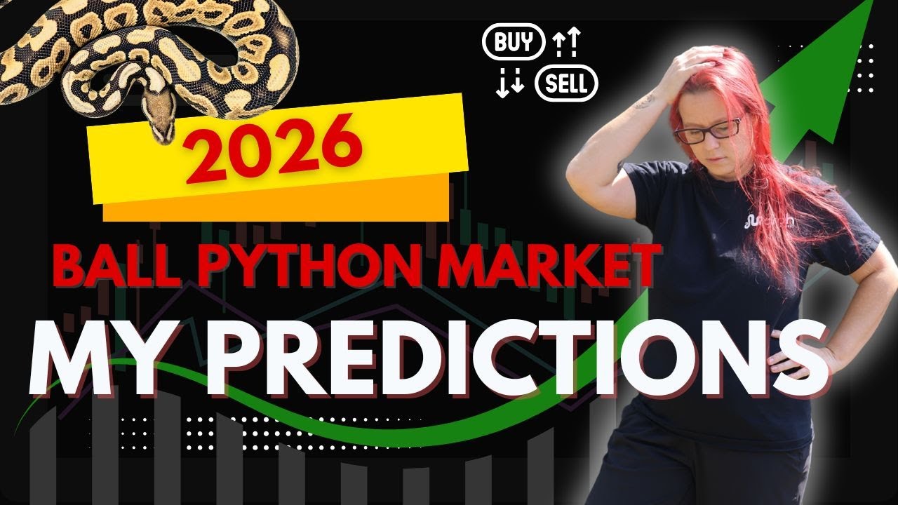 Мои прогнозы рынка шаровидных питонов на 2026 год