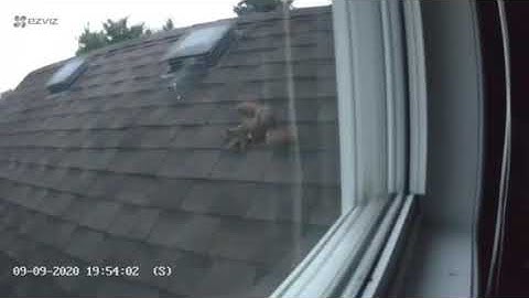 Red Squirrel Removal.