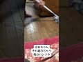 床はきれいになっているのか汚れていくのか #shorts 