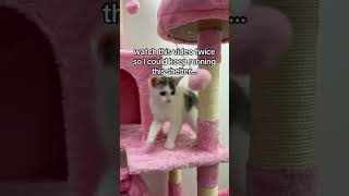 Akind donation and comment makes a big difference for these little souls and me #donatetoday #rescue