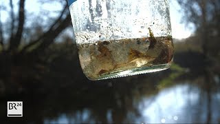 Mikroplastik: Gefahr für Bayerns Gewässer - und uns Menschen | Unkraut | BR24