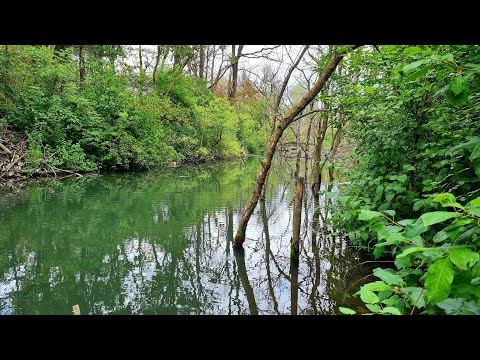 Video: Mimetism Pe Lacul Alb