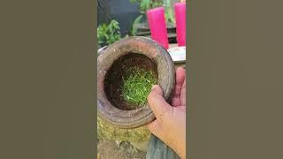 Pokok semalu khasiat sembuh kayat ular 