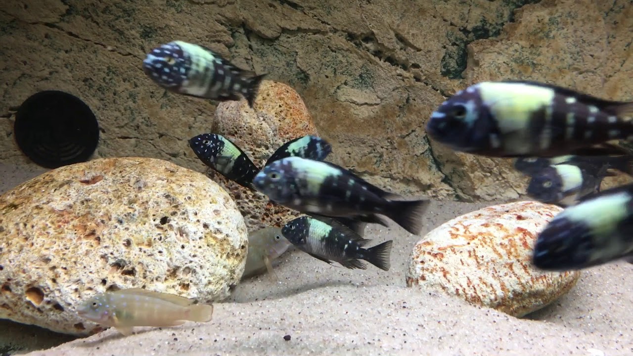 Tropheus Duboisi Maswa For Sale