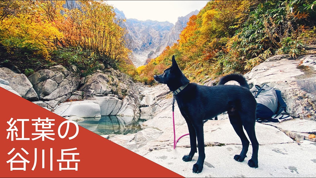 紅葉の谷川岳で黒犬とハイキング 一ノ倉沢 芝倉沢 360度カメラ Youtube