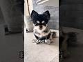 最善の選択を #チワワ #chihuahua #犬のいる生活 #胆嚢粘液嚢腫 #犬の病気 #犬の健診 #犬のいる生活