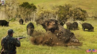 видео: Дикие кабаны буйствуют на полях! Охотники борются за спасение всего — Невероятная охота на диких ... картинка: Дикие кабаны буйствуют на полях! Охотники борются за спасение всего — Невероятная охота на диких ...