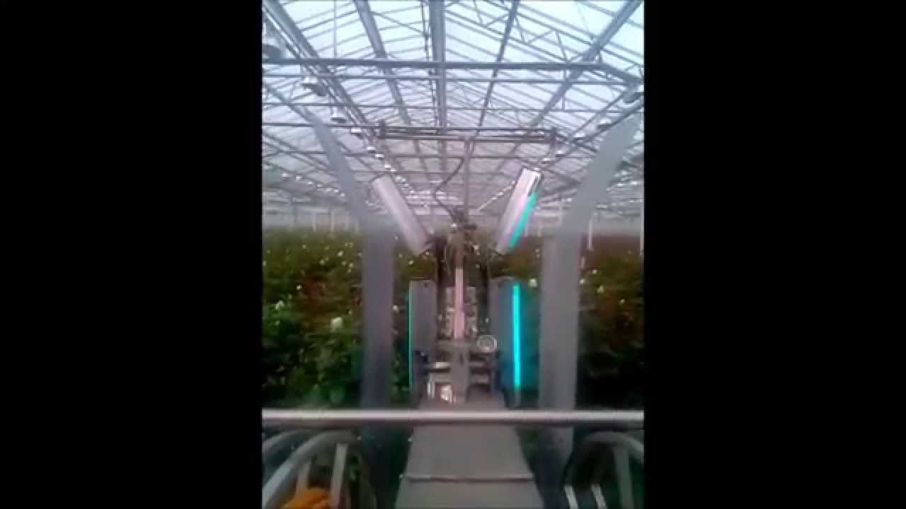 CleanLight Kills And Prevents Powdery Mildew And Botrytis YouTube Cleanlight kills and prevents powdery mildew and botrytis youtube