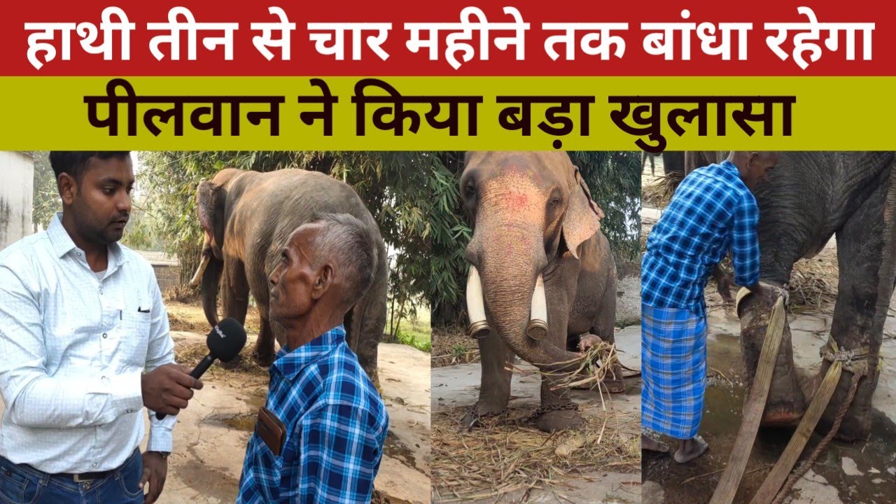 हाथी को 3 से 4 महीने तक बांधा रहेगा #trending #funny #bihar #news #latestnews #trending #viralshort