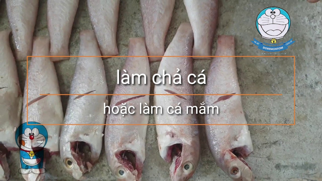 Cá lưỡng rìu - YouTube