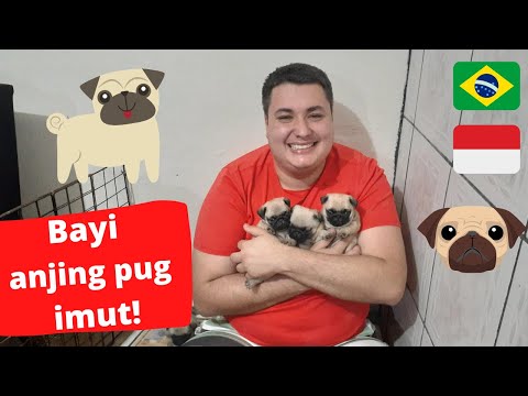 INI BAYI ANJING PUG AKU. Sangat imut!!!