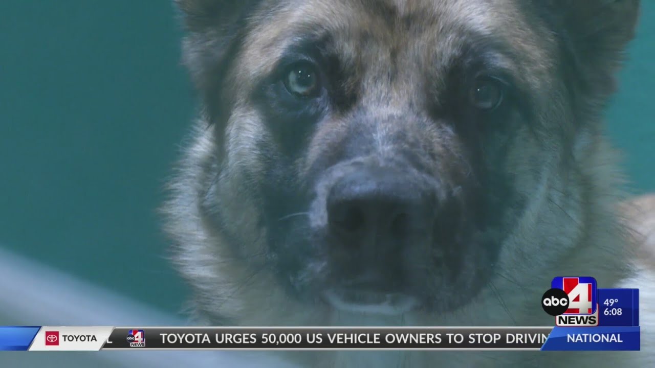 Utah Human Society adopted out over 5,000 pets in 2023