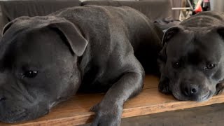 BLUE BLACK STAFFIES WONDER TWINS JOY AND JAKE by Julian Jones 223 views 1 month ago 22 seconds