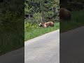 🐻 Trouble Makers at Glacier National Park | Cute Bear Cubs by the Dock