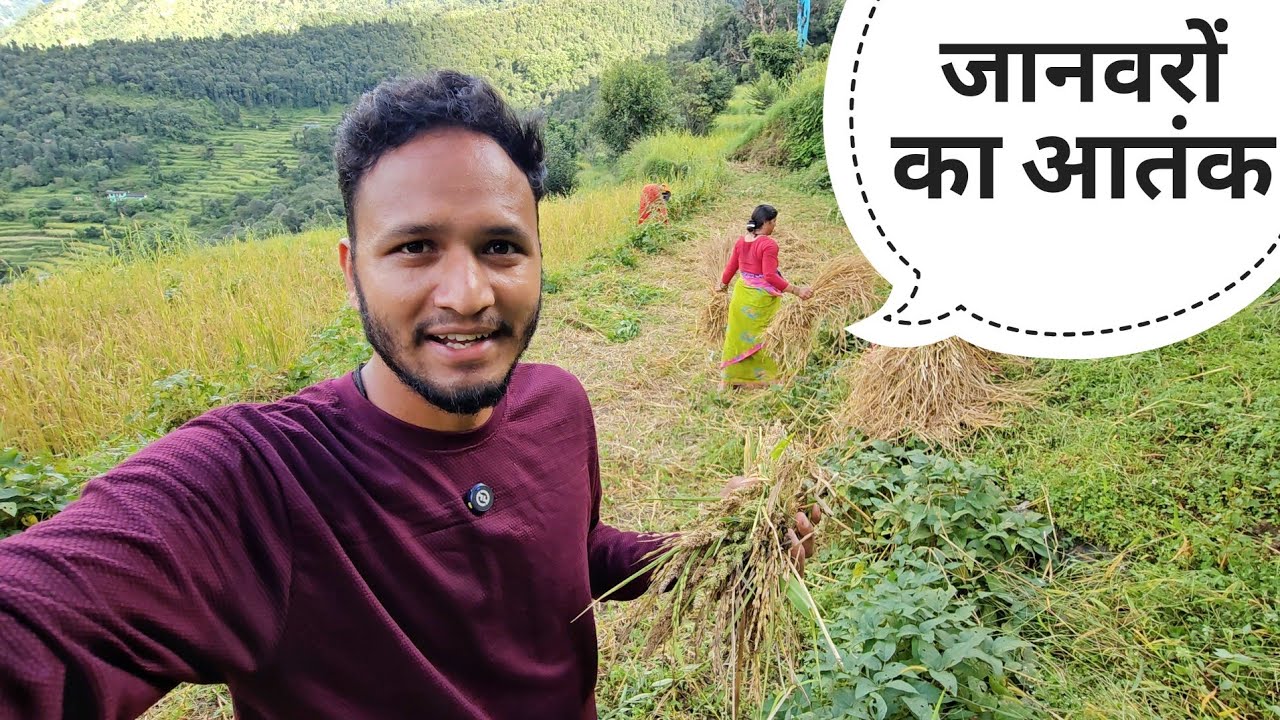 गाँव में सभी की खेतीबाड़ी में नुकसान || Pahadi Lifestyle Vlog || Pahadi Biker || Alok Rana