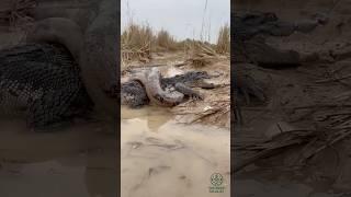 Anaconda Vs Cocodrilo el Duelo Ms Mortal De La Naturaleza  animales datoscurisos sabiasque