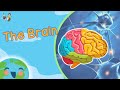 Understanding the Brain