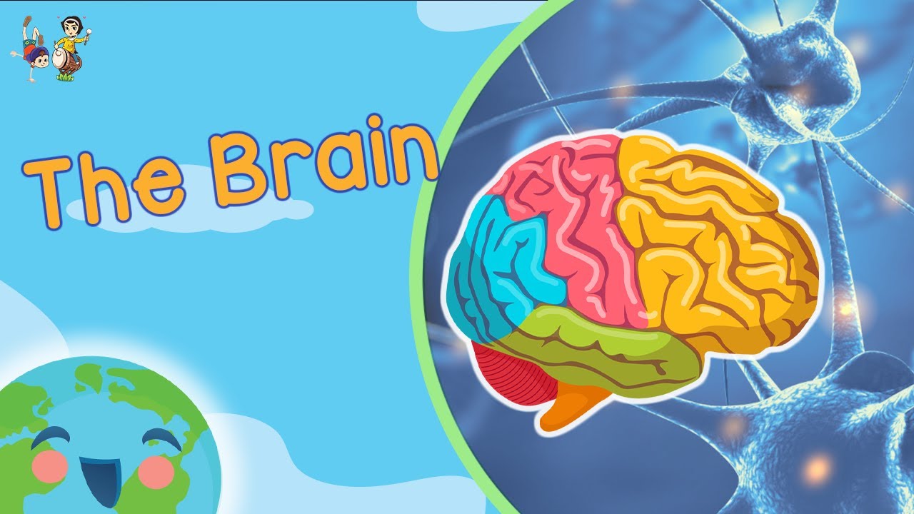 The Brain For Kids - How Does Brain Work? (Learning Videos For