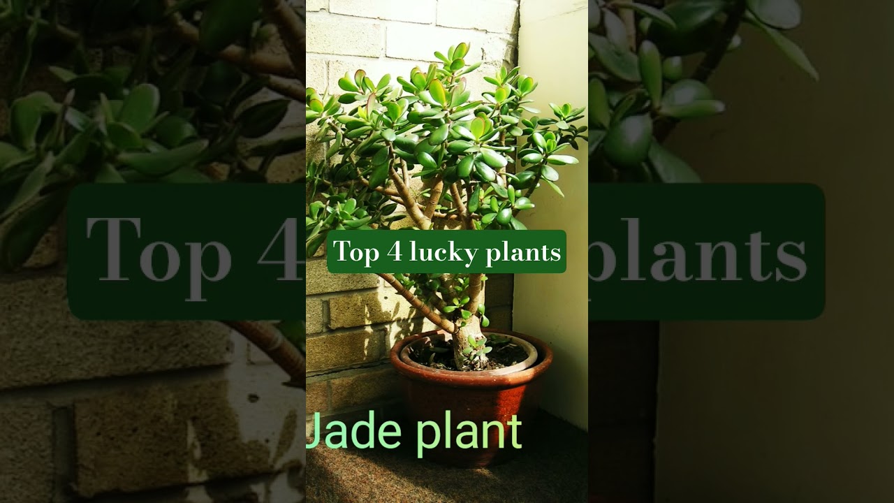 Top 4 lucky plants include Jade Plant, Lucky Bamboo, Money Plant,  Snake Plant # Yt shorts # viral