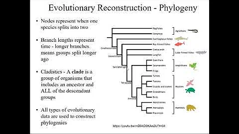 Biological classification: Cladistics - What is a clade? - DayDayNews