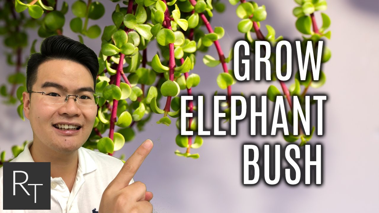 How To Grow Elephant Bush At Home 