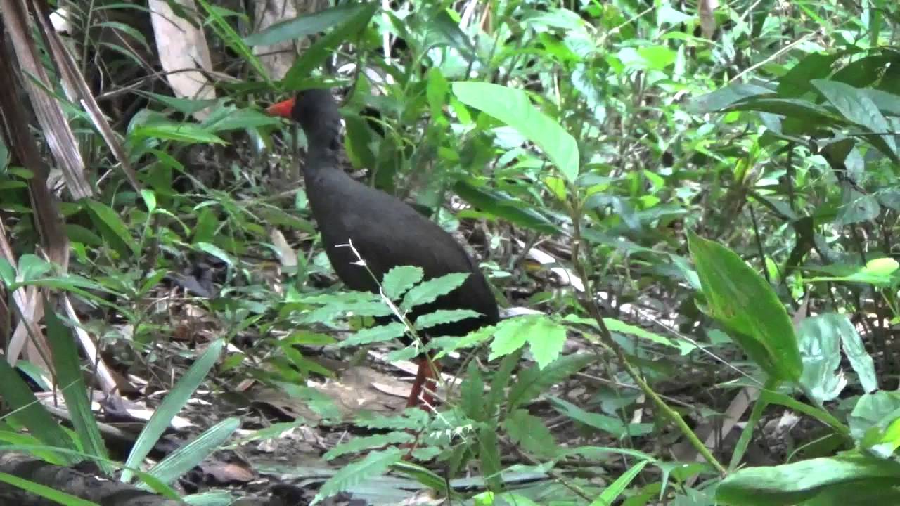 Invisible Rail (Habroptila wallacii) near Weda Resort 20 April 2015