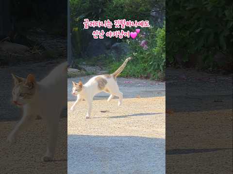 깃털하나에도 신난 아기고양이 힐링💕