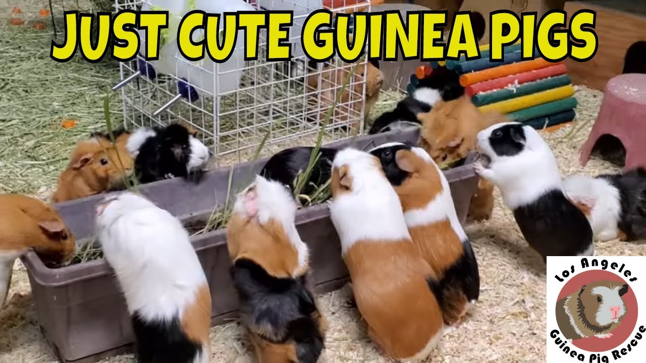 Just Cute Guinea Pigs YouTube just-cute-guinea-pigs-youtube