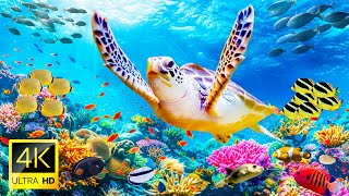 Ocean 4K - Sea Animals for Relaxation 🎵 Beautiful Coral Reef Fish in Underwater 🐠 4K Video Ultra HD