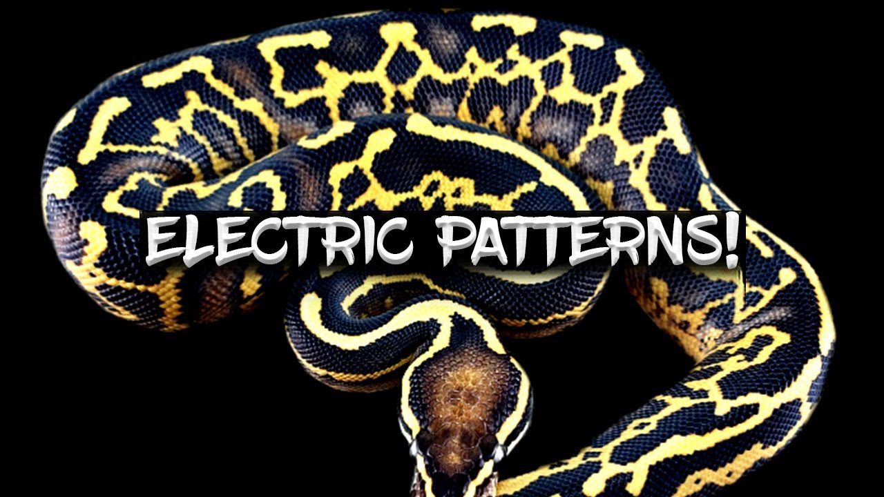 How to Make a Ball Python with an Electric Pattern! - YouTube