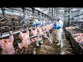 كيف يتم إنتاج الدجاج المجمد Frozen Chicken 