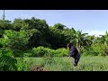 MASING MASING SIBUK SUAMI ISTRI DI KEBUN