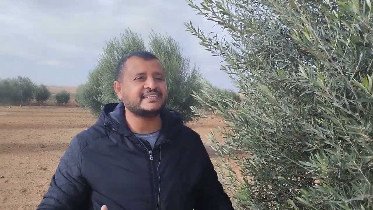 كيفية تسميد شجرة الزيتون حسب مراحل النمو