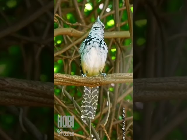 Sangar Juga Untuk Masteran Burung 😁 class=