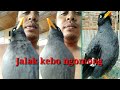 jalak kebo ngomong