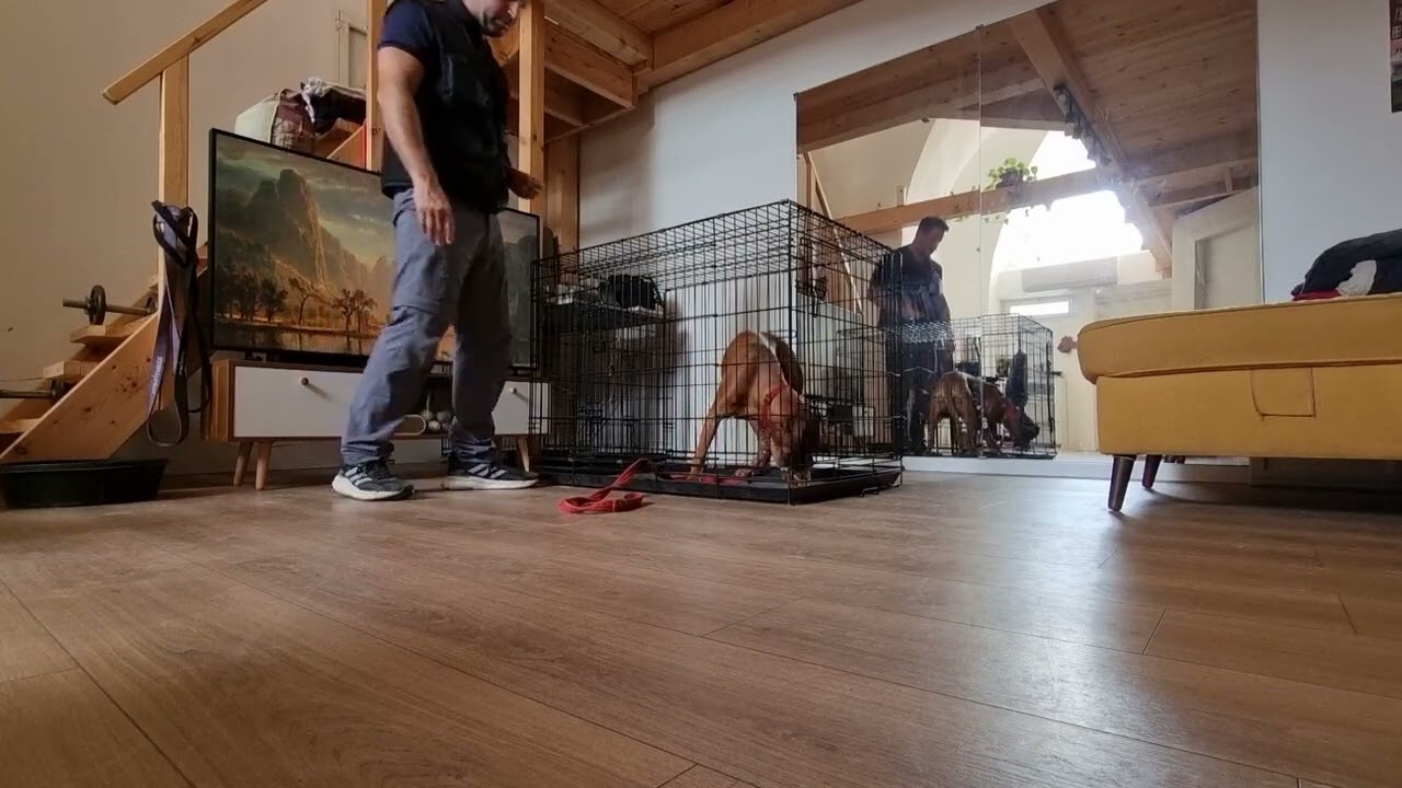 אילוף כלבים - איך להרגיל לכלוב אילוף