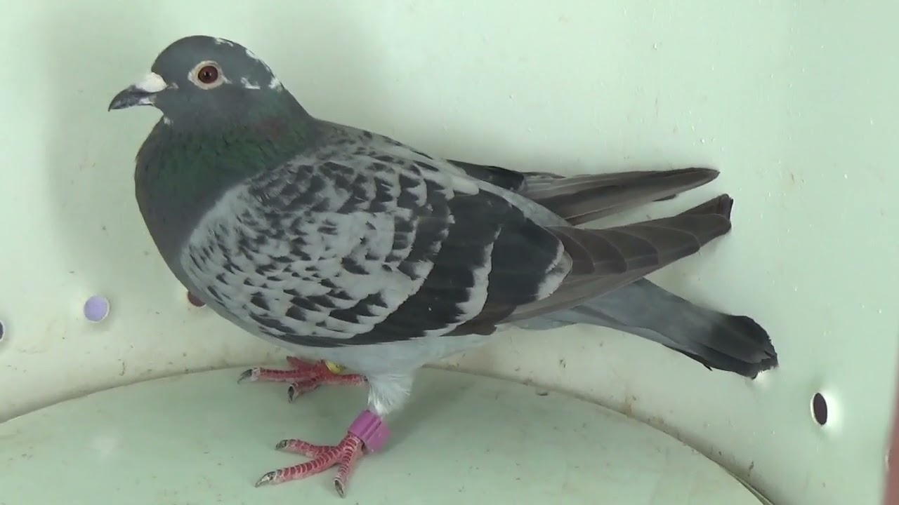 Columbofil dl Nicu Bizdrigheanu Urziceni Romania RO 919621 2019 F loc 1 internat Tartu in 2023