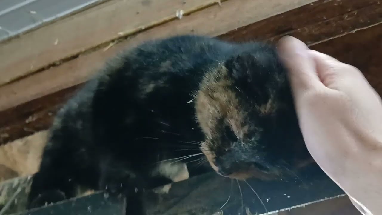 Rottweiler, Barn Cat, and Horse #animals #cute #dog #cat #horse