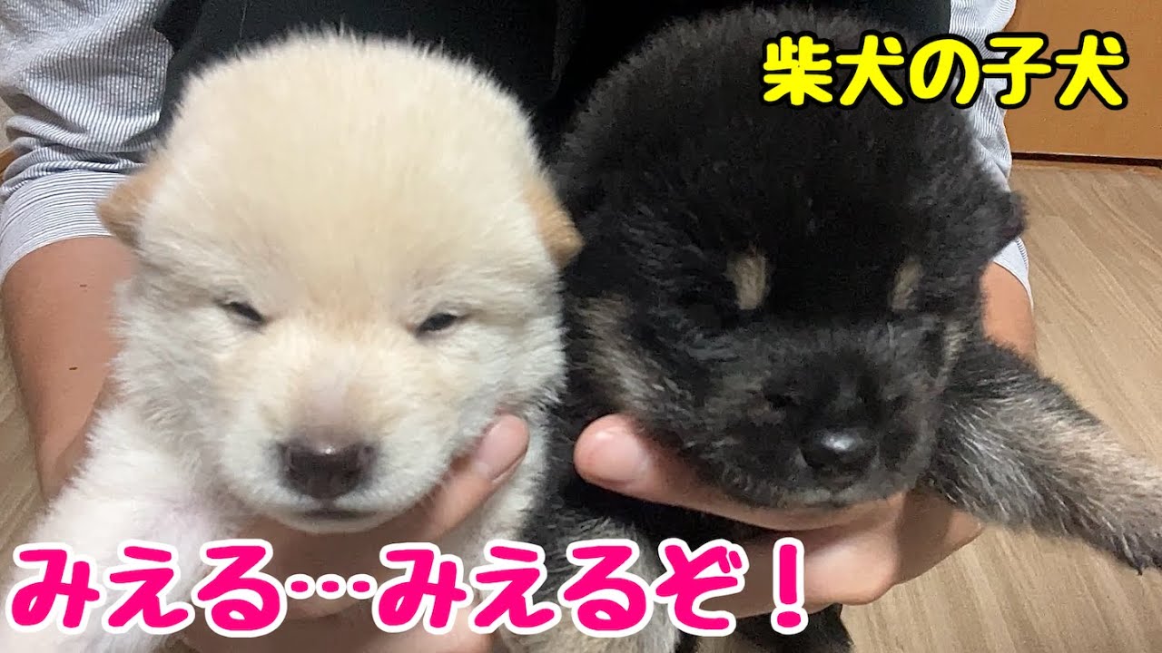 柴犬子犬まみれの最新動画|YouTubeランキング