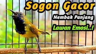 SUARA SOGON BIKIN GACOR BURUNG TROTOL JANTAN, CEPAT NEMBAK PANJANG FULL ISIAN DIBONGKAR NGEJER 14