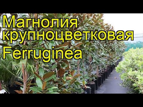 Видео: Magnolia grandiflora: описание и отглеждане